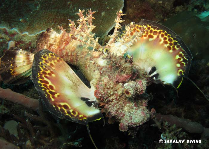 Photos diving macro plateaus Madagascar